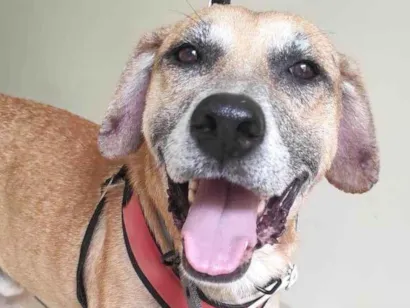 Cachorro raça SRD-ViraLata idade 6 ou mais anos nome Sem nome