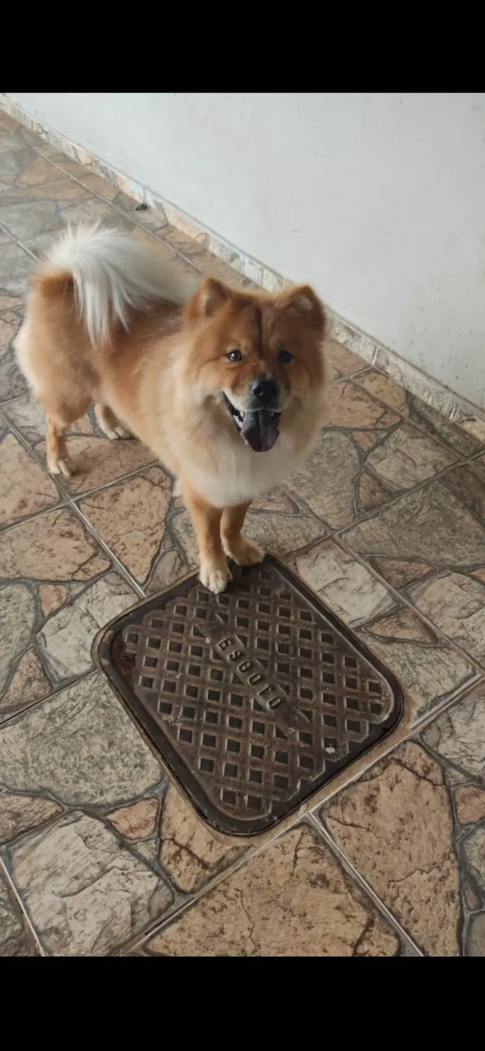 Cachorro ra a Chow Chow idade 4 anos nome Zara