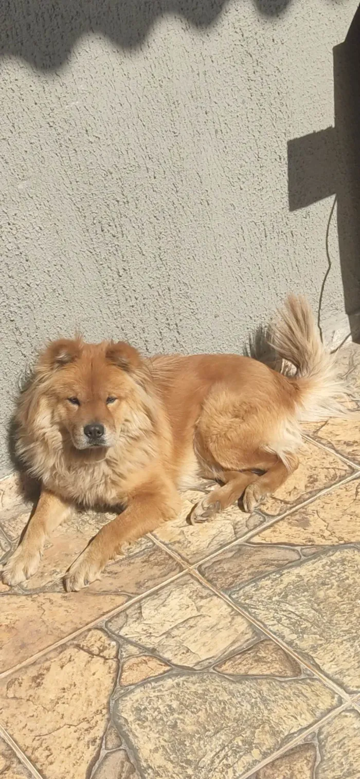 Cachorro ra a Chow Chow idade 4 anos nome Zara