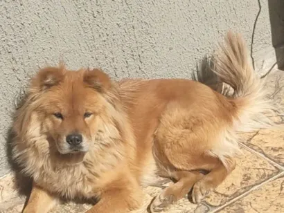 Cachorro raça Chow Chow idade 4 anos nome Zara