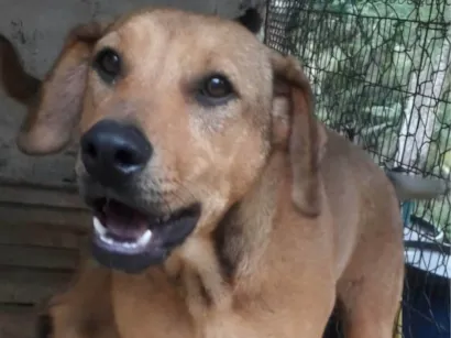 Cachorro raça SRD-ViraLata idade 7 a 11 meses nome Débora 