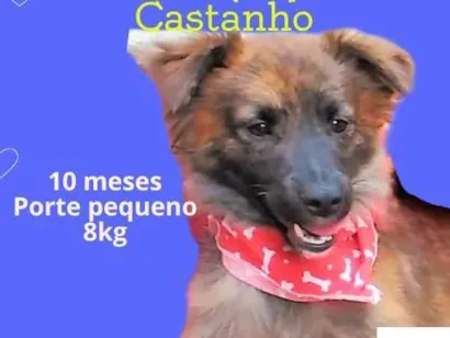 Cachorro raça SRD-ViraLata idade 7 a 11 meses nome Castanho 
