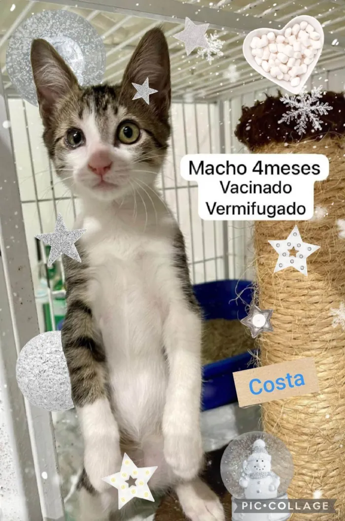 Gato ra a SRD-ViraLata idade 2 a 6 meses nome Costa