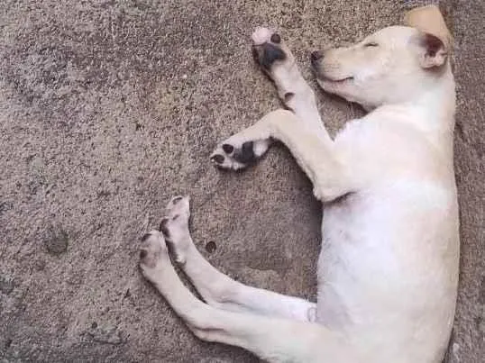 Cachorro ra a SRD-ViraLata idade 2 a 6 meses nome Não sei o nome dele