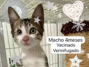 Gato raça SRD-ViraLata idade 2 a 6 meses nome Costa