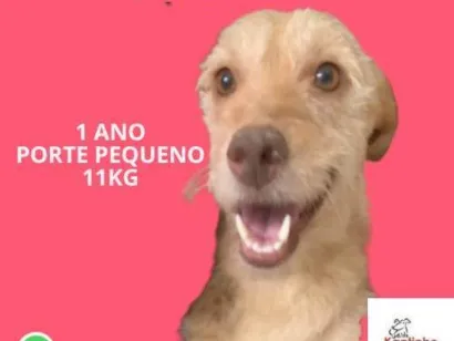 Cachorro raça SRD-ViraLata idade 1 ano nome Polly