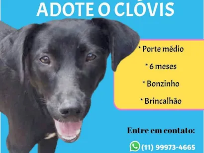 Cachorro raça SRD-ViraLata idade 2 a 6 meses nome Clóvis