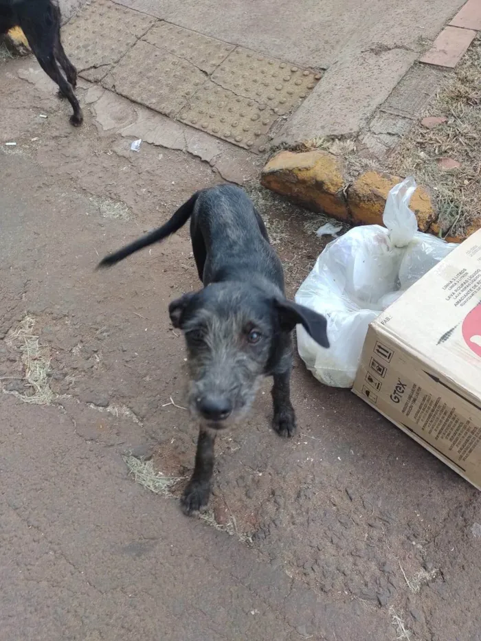 Cachorro ra a SRD-ViraLata idade 1 ano nome Vitória