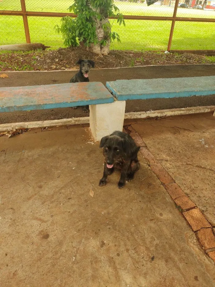 Cachorro ra a SRD-ViraLata idade 2 anos nome Esperança