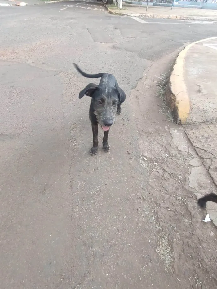 Cachorro ra a SRD-ViraLata idade 1 ano nome Vitória