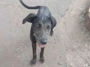 Cachorro raça SRD-ViraLata idade 1 ano nome Vitória