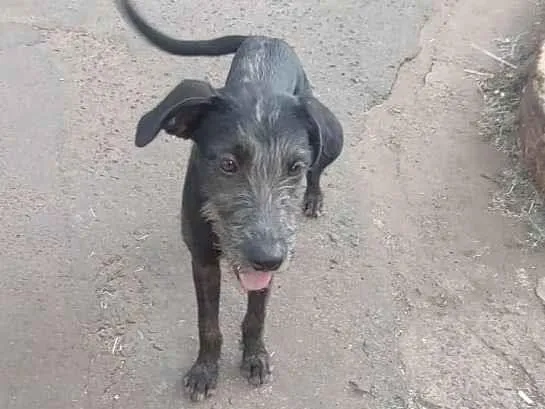 Cachorro ra a SRD-ViraLata idade 1 ano nome Vitória