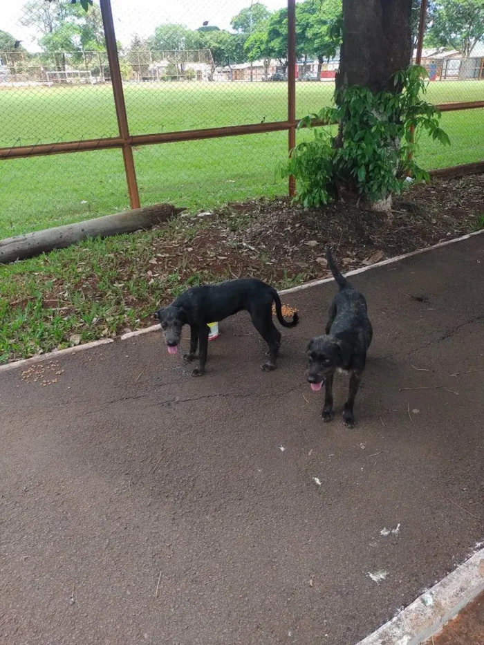 Cachorro ra a SRD-ViraLata idade 2 anos nome Esperança