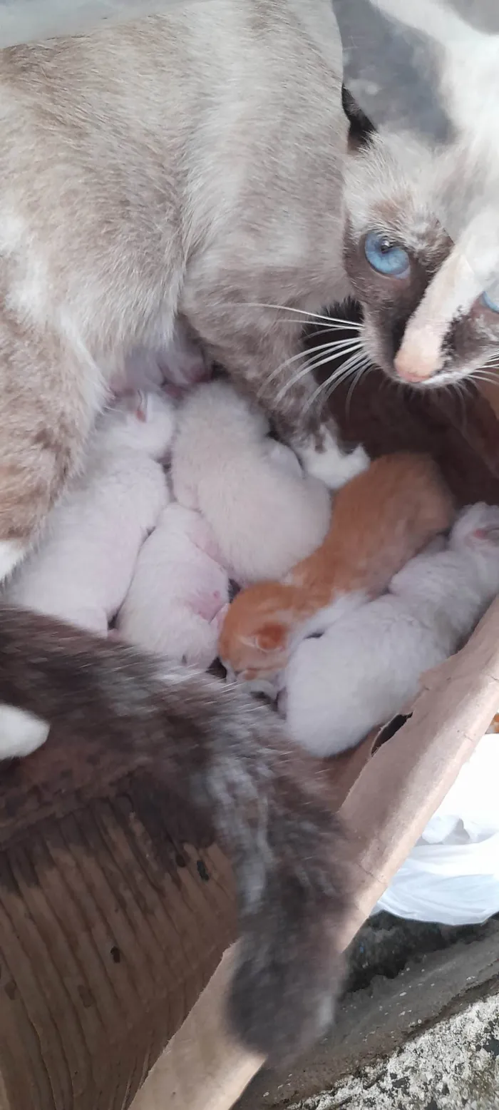 Gato ra a SRD-ViraLata idade Abaixo de 2 meses nome 6 Gatinhos 