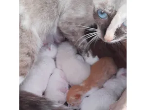 Gato raça SRD-ViraLata idade Abaixo de 2 meses nome 6 Gatinhos 