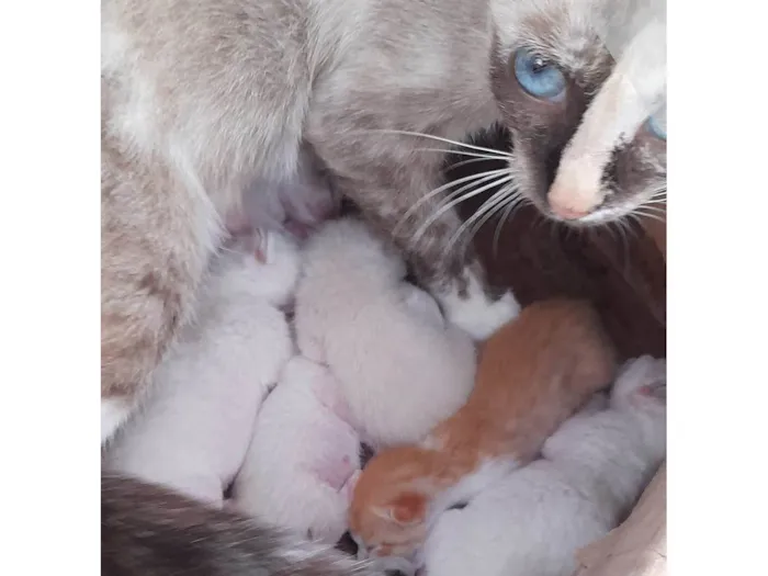 Gato ra a SRD-ViraLata idade Abaixo de 2 meses nome 6 Gatinhos 