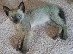 Gato raça Siamês idade Abaixo de 2 meses nome Siames adocao