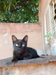 Tenho 6 gatinhos para doação abandonaram eles, eles precisam de ajuda urgente
