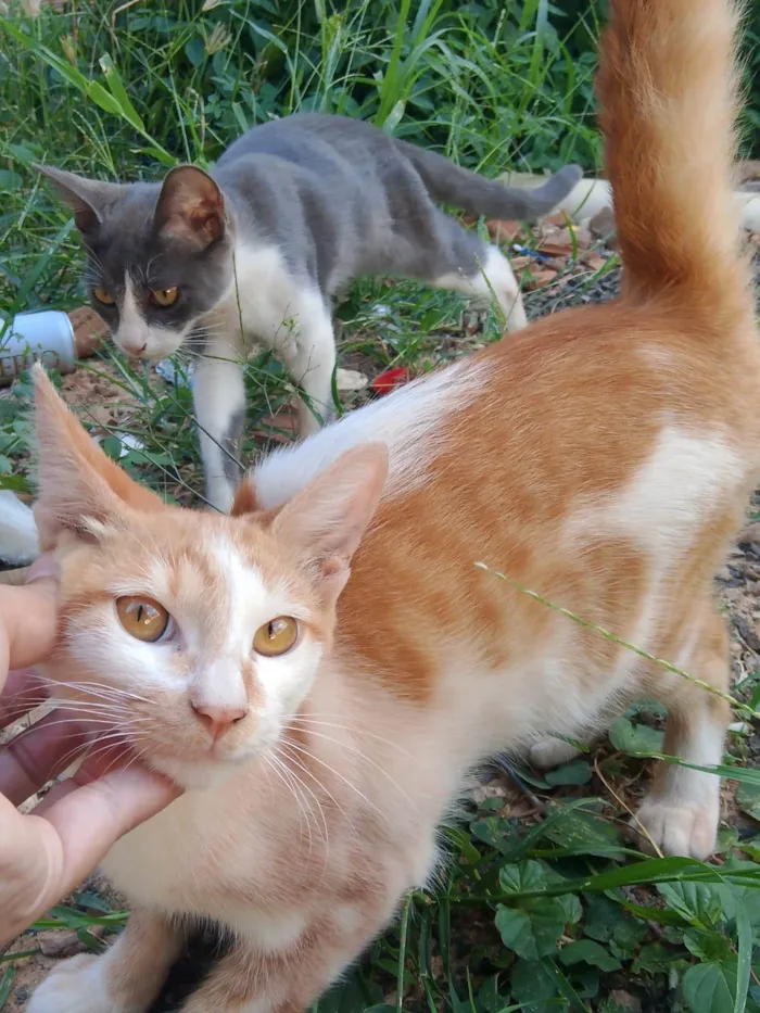 Gato ra a SRD-ViraLata idade 2 a 6 meses nome Tenho 6 gatinhos para doação abandonaram eles, eles precisam de ajuda urgente 