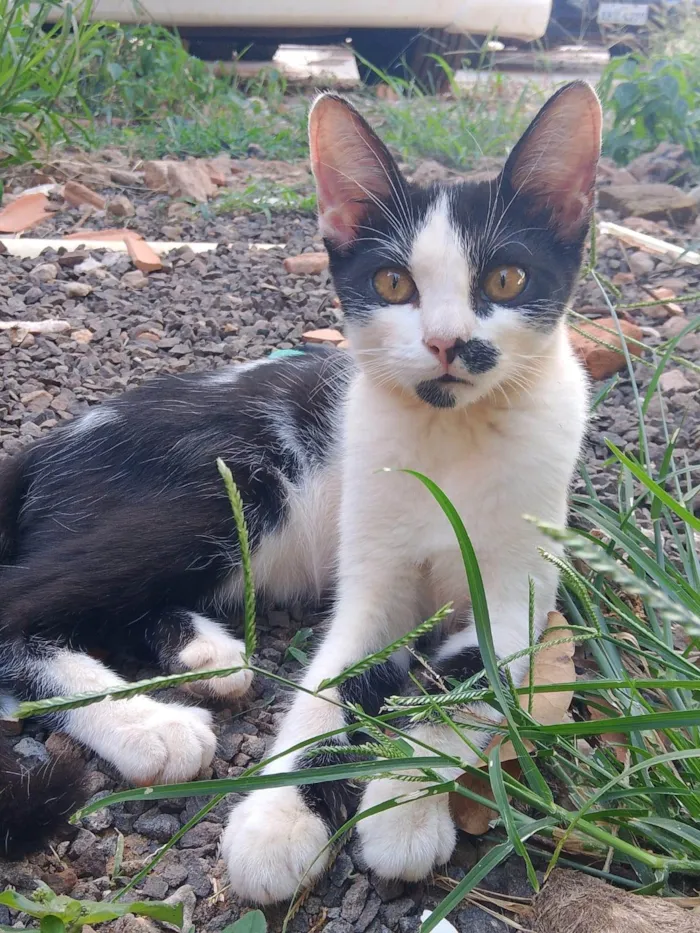 Gato ra a SRD-ViraLata idade 2 a 6 meses nome Tenho 6 gatinhos para doação abandonaram eles, eles precisam de ajuda urgente 