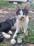 Tenho 6 gatinhos para doação abandonaram eles, eles precisam de ajuda urgente