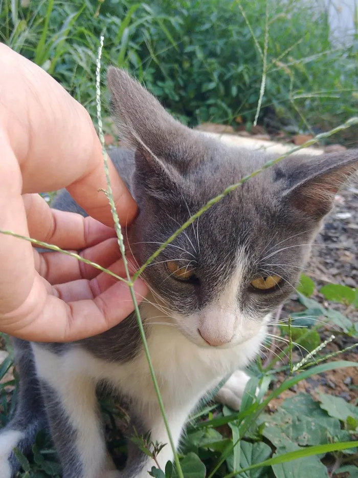 Gato ra a SRD-ViraLata idade 2 a 6 meses nome Tenho 6 gatinhos para doação abandonaram eles, eles precisam de ajuda urgente 