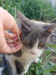 Tenho 6 gatinhos para doação abandonaram eles, eles precisam de ajuda urgente