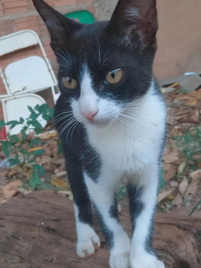 Gato ra a SRD-ViraLata idade 2 a 6 meses nome Tenho 6 gatinhos para doação abandonaram eles, eles precisam de ajuda urgente 