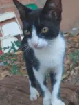 Tenho 6 gatinhos para doação abandonaram eles, eles precisam de ajuda urgente
