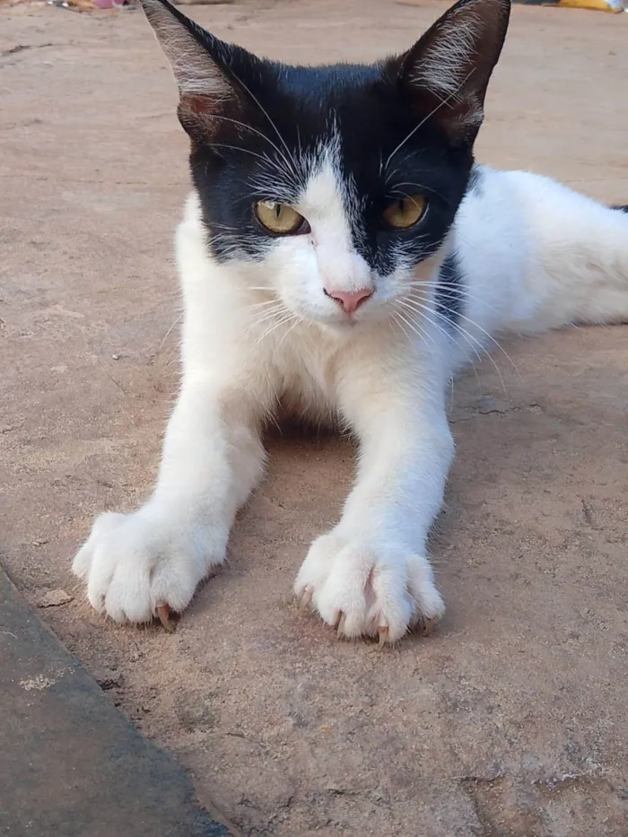 Gato ra a SRD-ViraLata idade 2 a 6 meses nome Tenho 6 gatinhos para doação abandonaram eles, eles precisam de ajuda urgente 