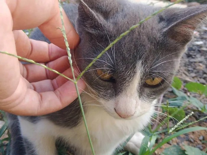 Gato ra a SRD-ViraLata idade 2 a 6 meses nome Tenho 6 gatinhos para doação abandonaram eles, eles precisam de ajuda urgente 