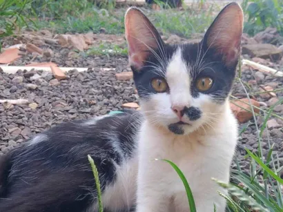 Gato raça SRD-ViraLata idade 2 a 6 meses nome Tenho 6 gatinhos para doação abandonaram eles, eles precisam de ajuda urgente 