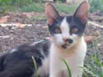 Tenho 6 gatinhos para doação abandonaram eles, eles precisam de ajuda urgente