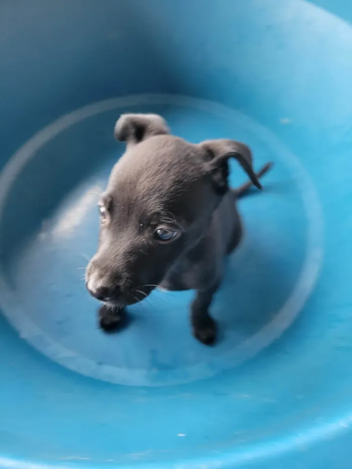 Cachorro ra a SRD-ViraLata idade 2 a 6 meses nome LUIZ