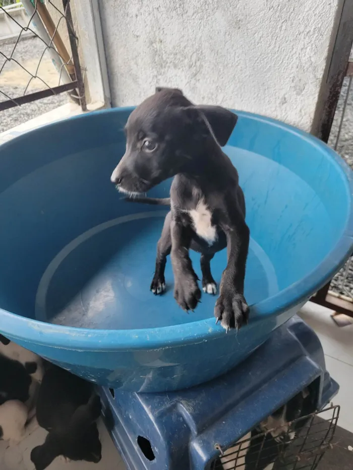 Cachorro ra a SRD-ViraLata idade 2 a 6 meses nome Lucy