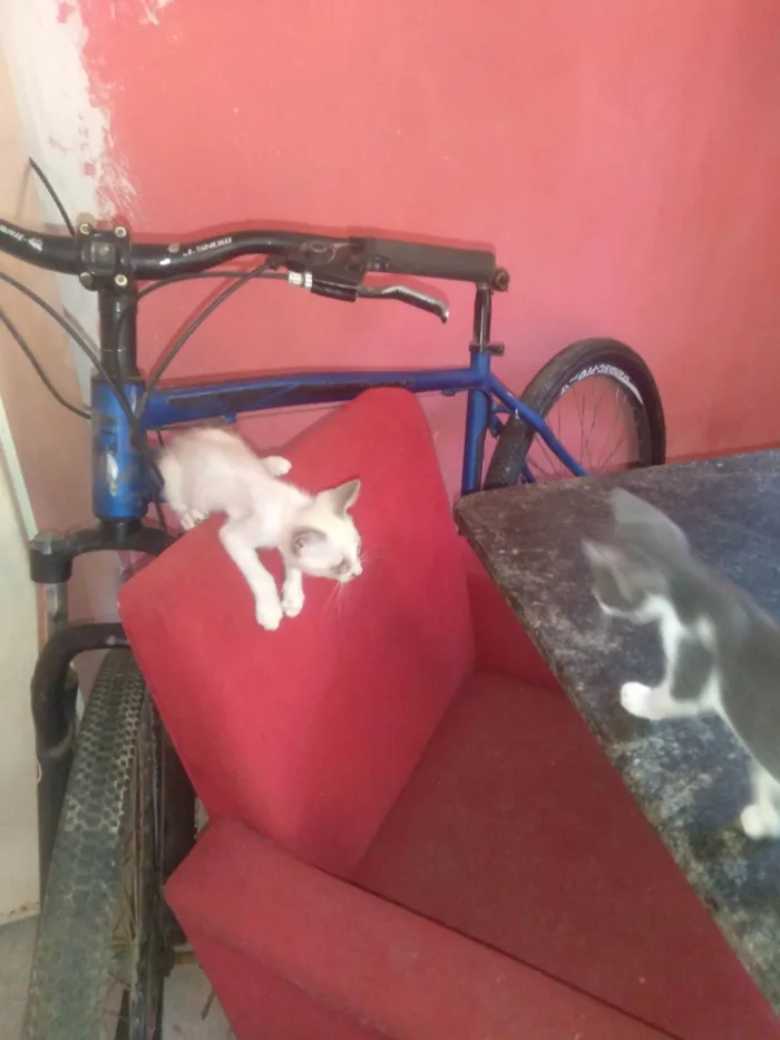 Gato ra a SRD-ViraLata idade Abaixo de 2 meses nome Meu nome é Tamires 