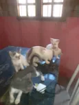 Meu nome é Tamires