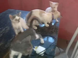 Gato raça SRD-ViraLata idade Abaixo de 2 meses nome Meu nome é Tamires 