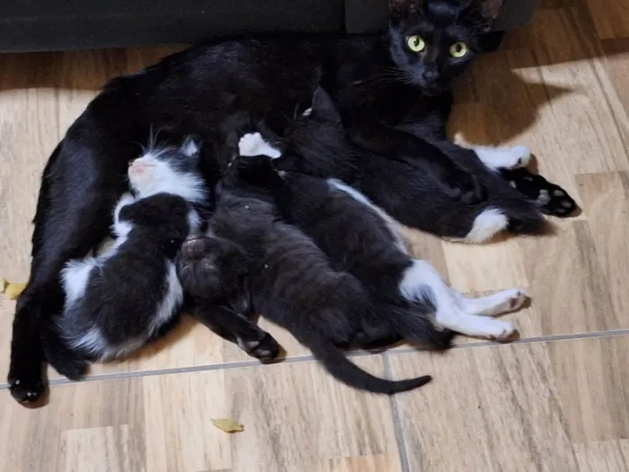 Gato ra a SRD-ViraLata idade Abaixo de 2 meses nome Estão sem nome