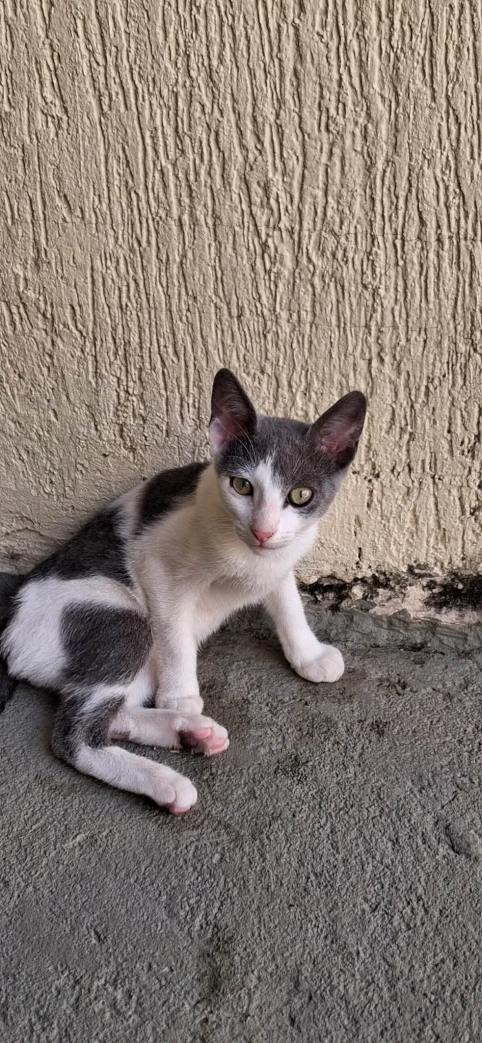 Gato ra a Vira Lata idade 2 a 6 meses nome 1 Fêmea e dois machos