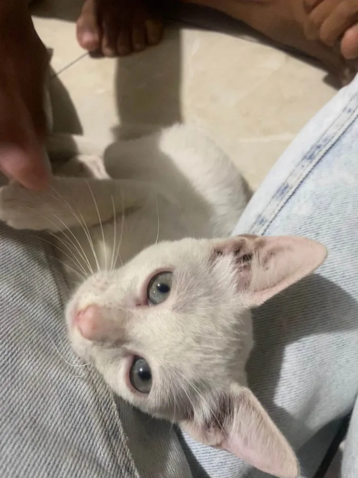 Gato ra a Exótico idade 2 a 6 meses nome Mingau 