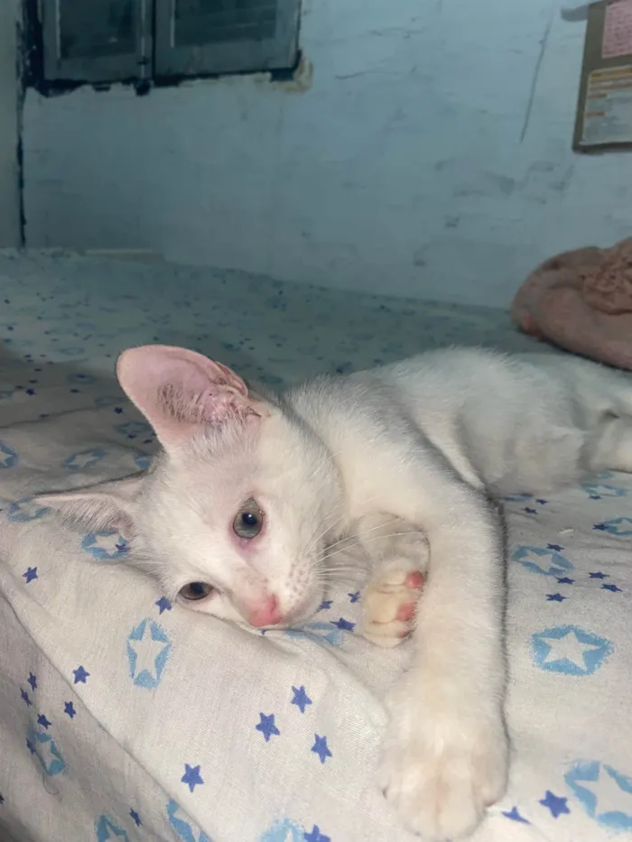 Gato ra a Exótico idade 2 a 6 meses nome Mingau 