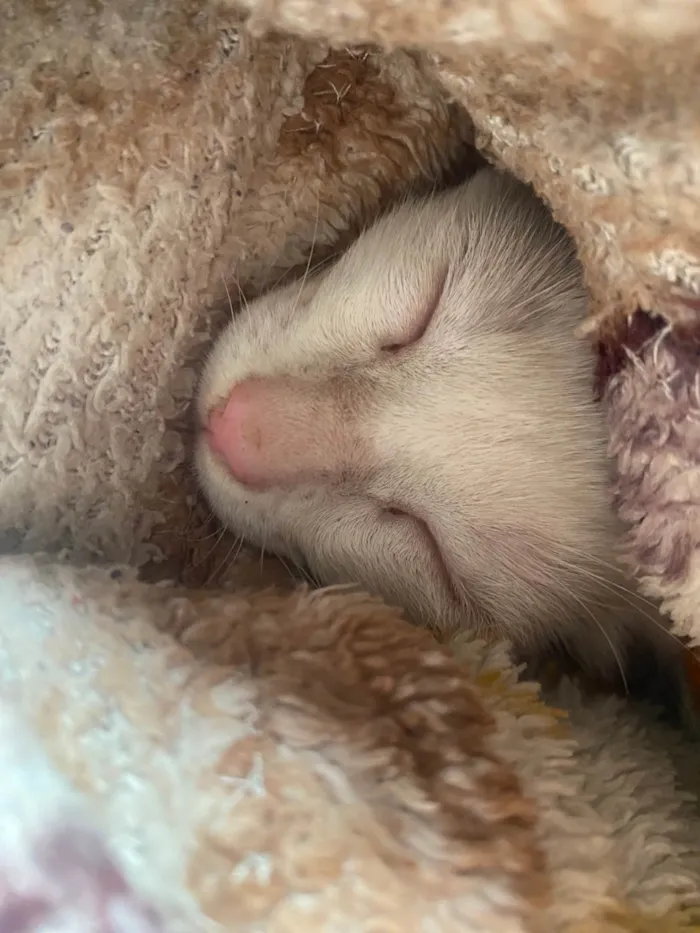 Gato ra a Exótico idade 2 a 6 meses nome Mingau 