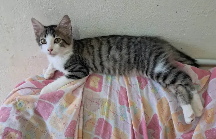 Gato ra a SRD-ViraLata idade 2 a 6 meses nome Fábio 