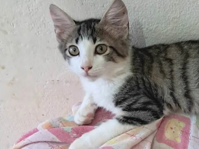 Gato ra a SRD-ViraLata idade 2 a 6 meses nome Fábio 