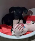 Lilica