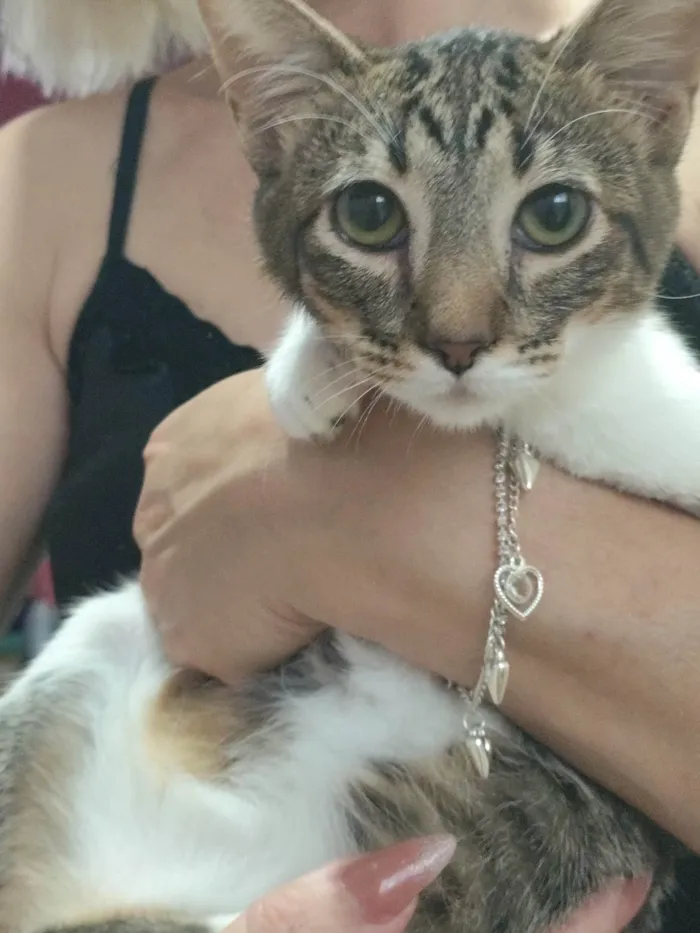 Gato ra a Angorá idade 2 a 6 meses nome Moreninho