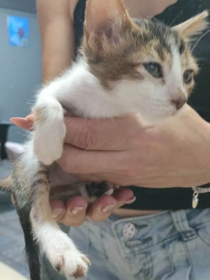 Gato ra a Angorá idade 2 a 6 meses nome Miudo