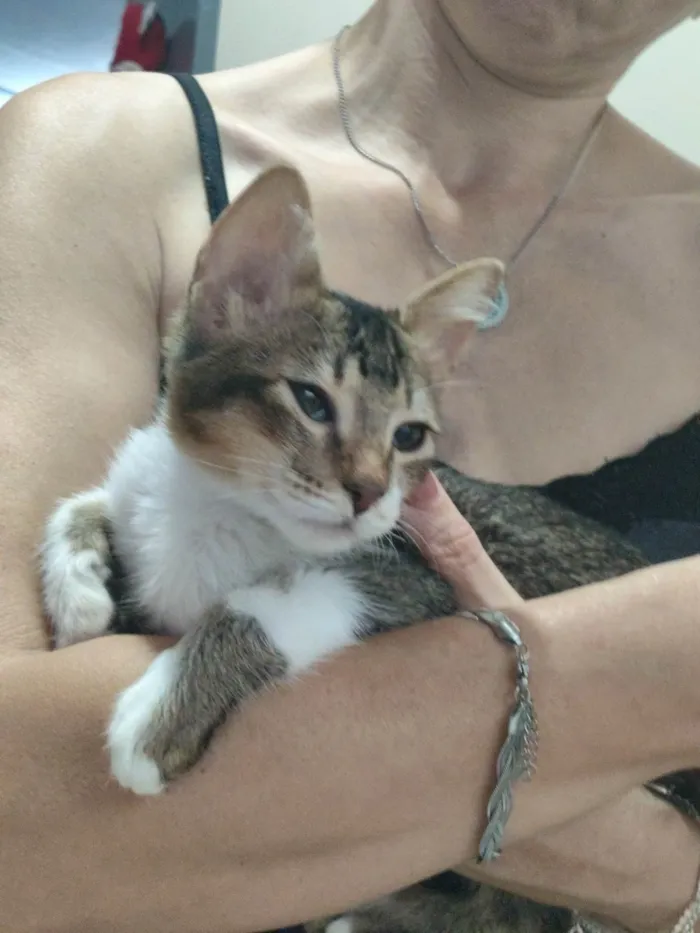 Gato ra a Angorá idade 2 a 6 meses nome Mini Pri