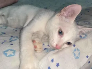 Gato raça Exótico idade 2 a 6 meses nome Mingau 